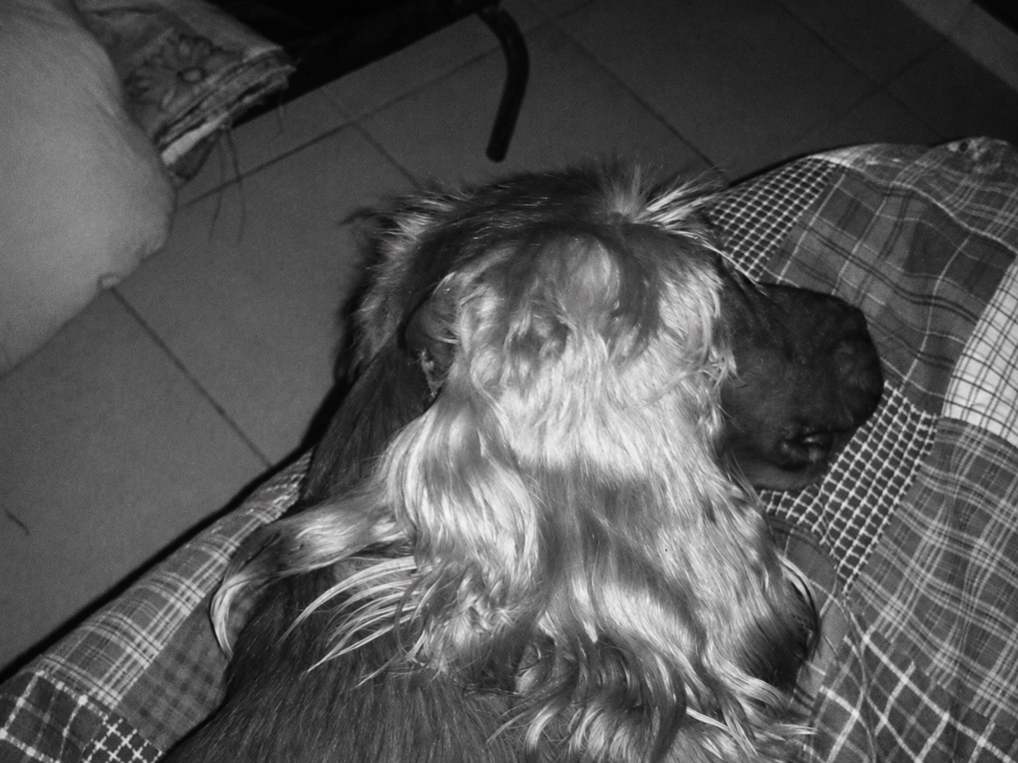 Dos perros descansando juntos en una fotografía en blanco y negro